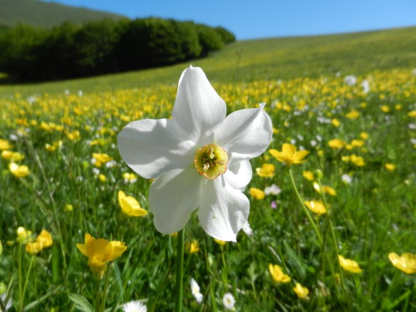 Narcissus. At least that's what Mirko said.